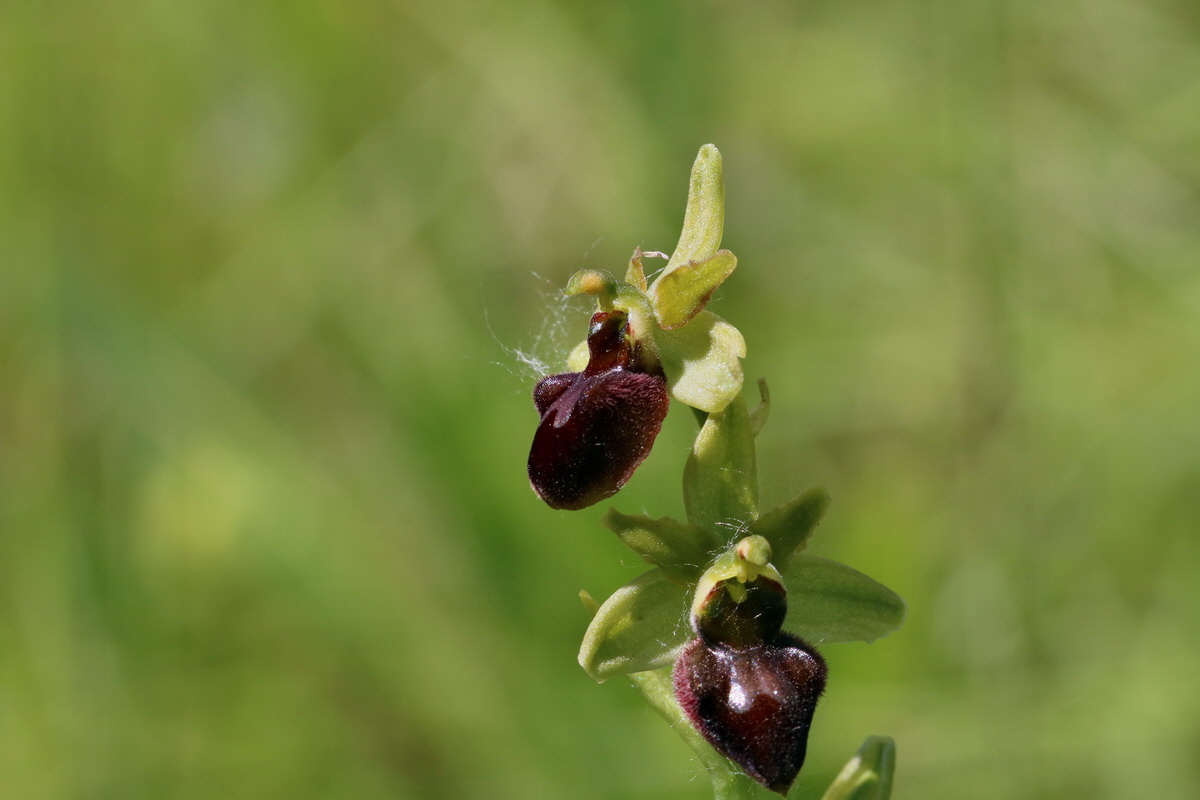 2017_05_26_032759p_Bildgr��e �ndern