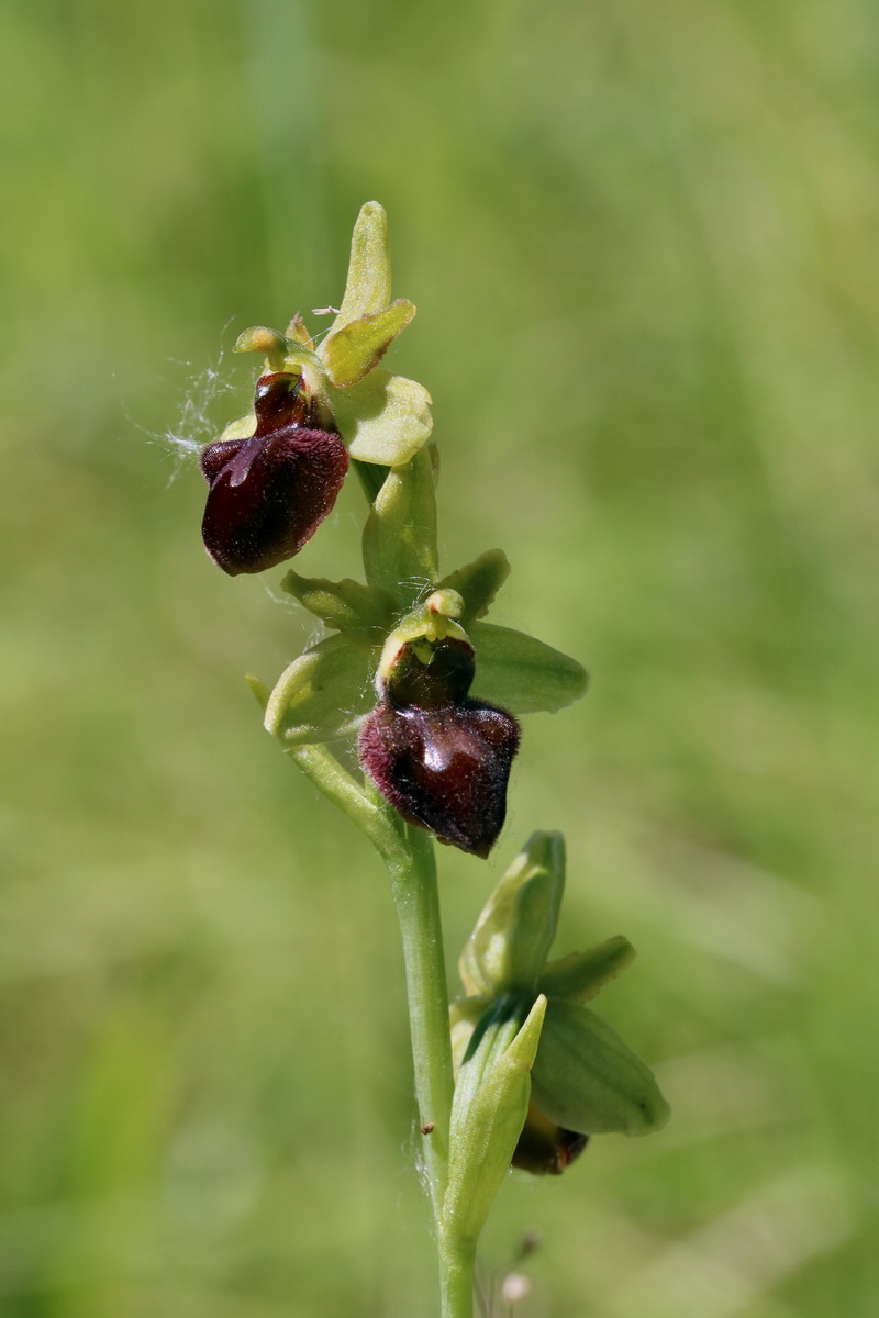 2017_05_26_032764p_Bildgr��e �ndern