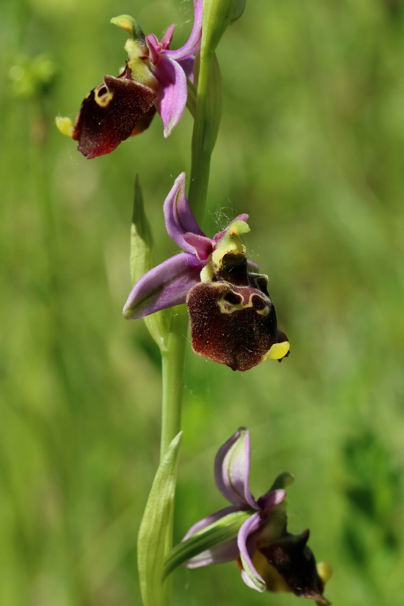 2017_05_26_032803p_Bildgr��e �ndern