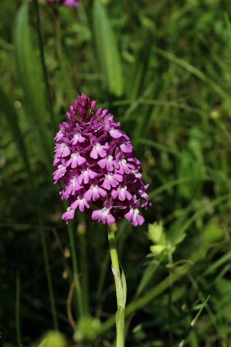 2017_05_26_032827p_Bildgr��e �ndern