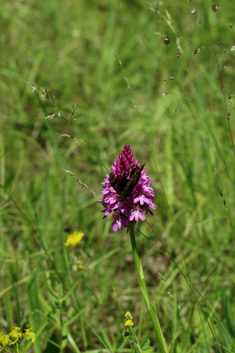 2017_05_26_032829p_Bildgr��e �ndern