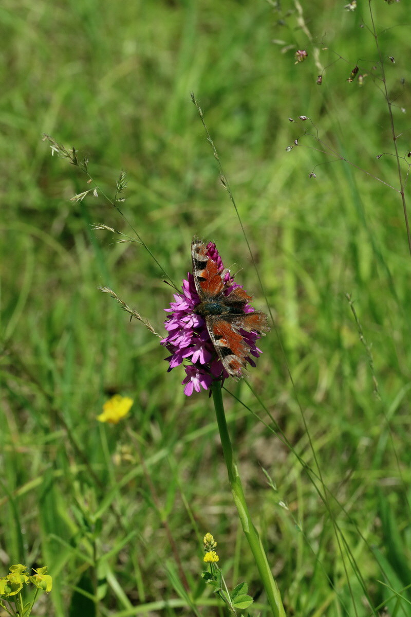 2017_05_26_032832p_Bildgr��e �ndern