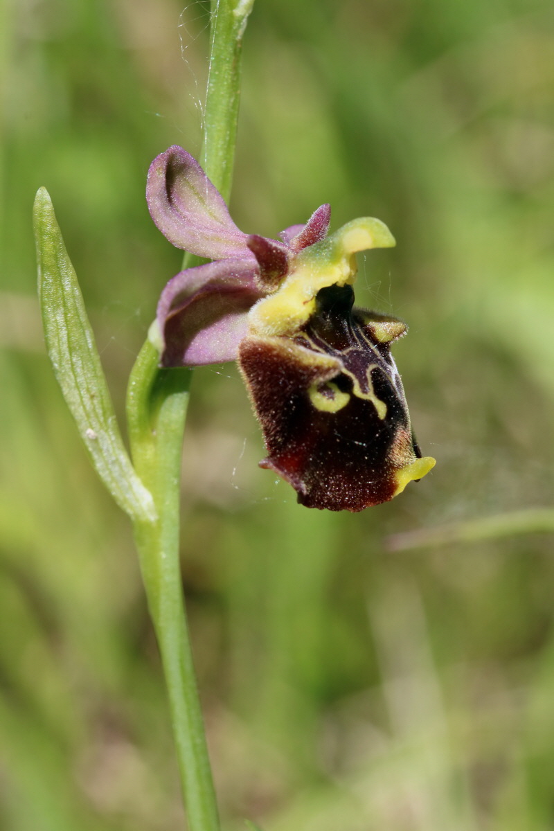 2017_05_26_032852p_Bildgr��e �ndern