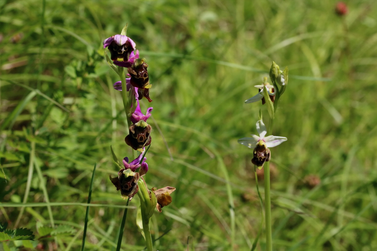 2017_05_26_032874p_Bildgr��e �ndern