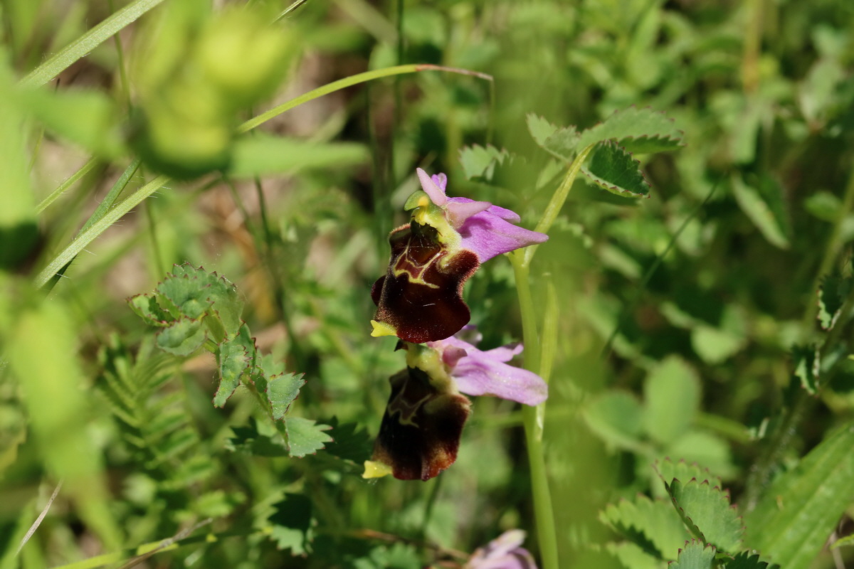 2017_05_26_032899p_Bildgr��e �ndern