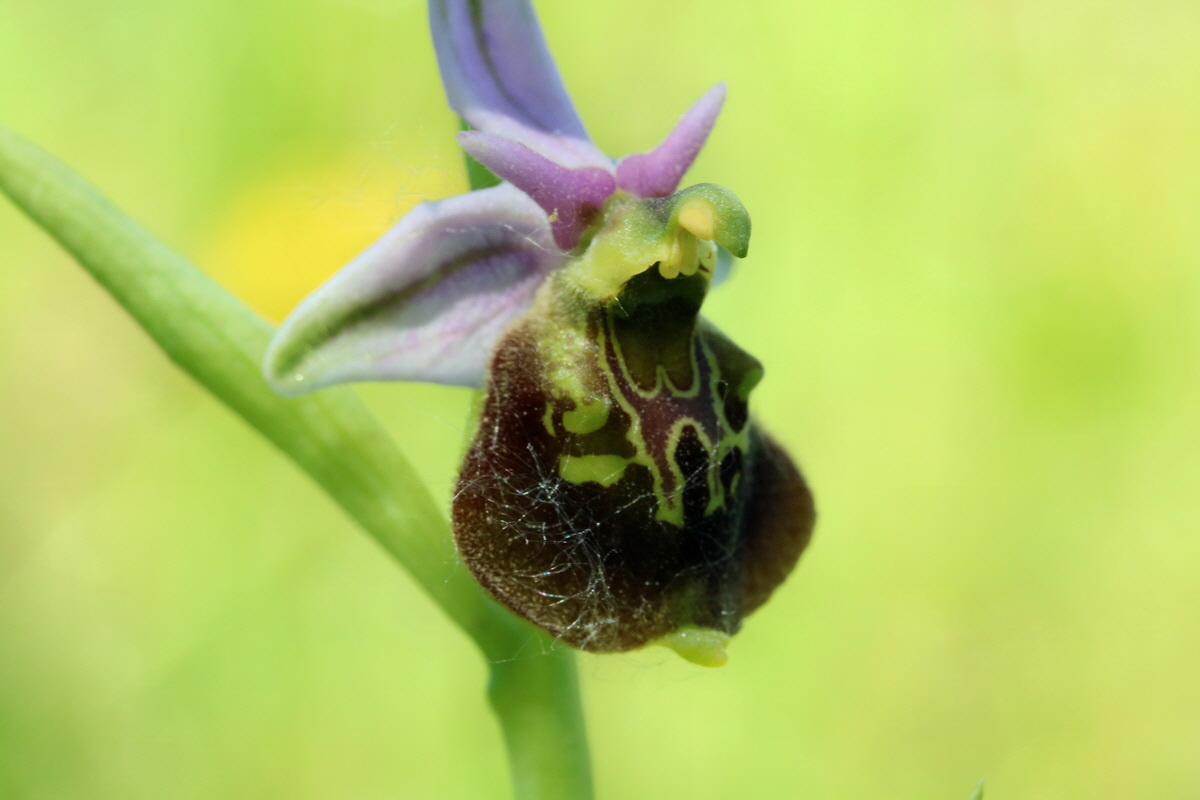 2017_05_26_032924p_Bildgr��e �ndern