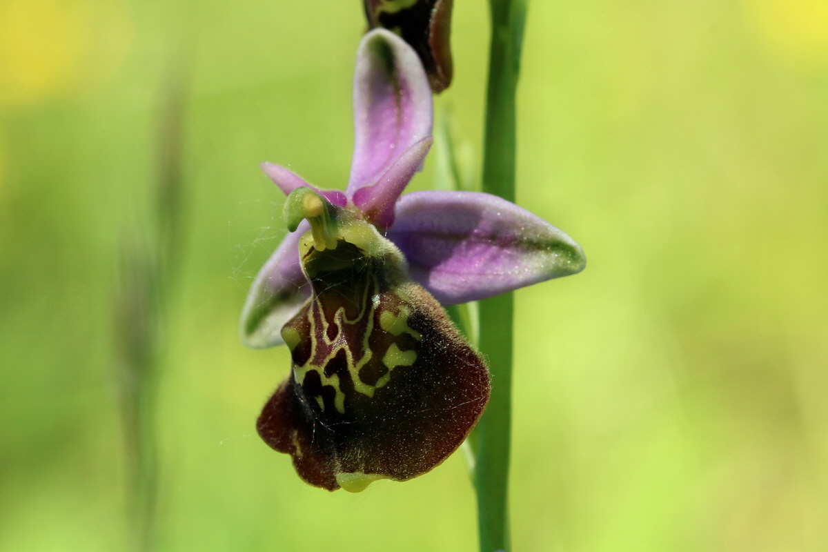 2017_05_26_032928p_Bildgr��e �ndern