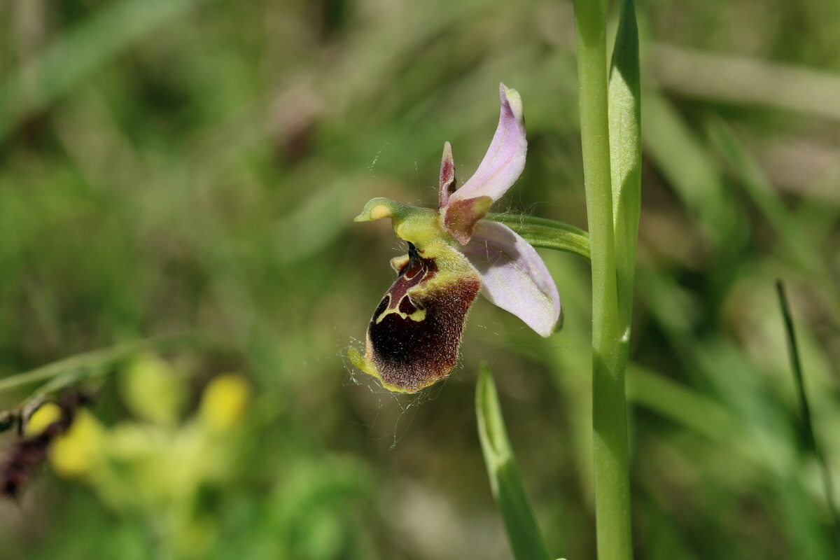 2017_05_26_033112p_Bildgr��e �ndern