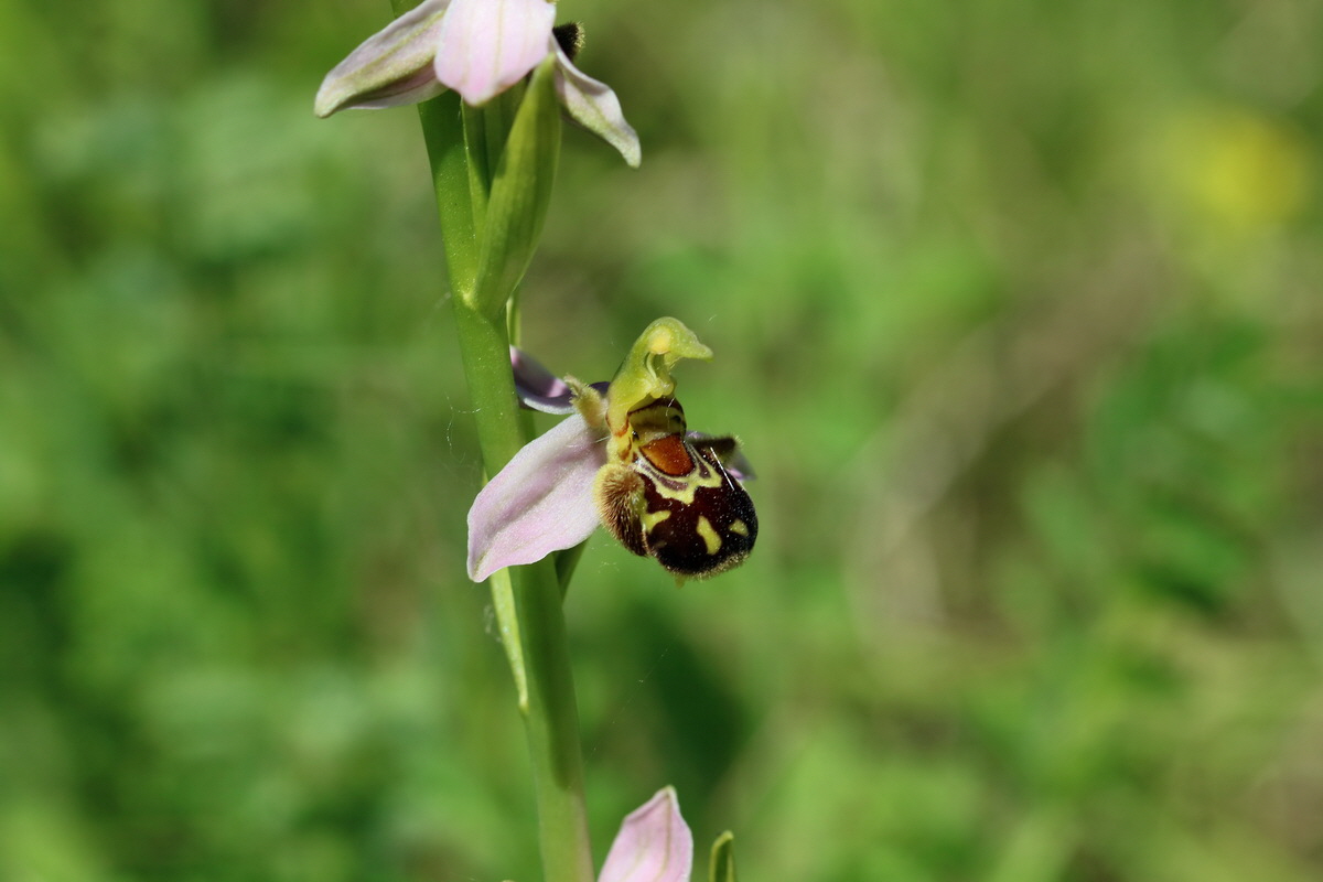 2017_05_26_033119p_Bildgr��e �ndern