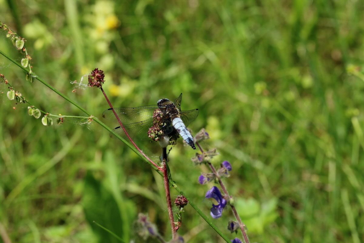 2017_05_26_033171p_Bildgr��e �ndern