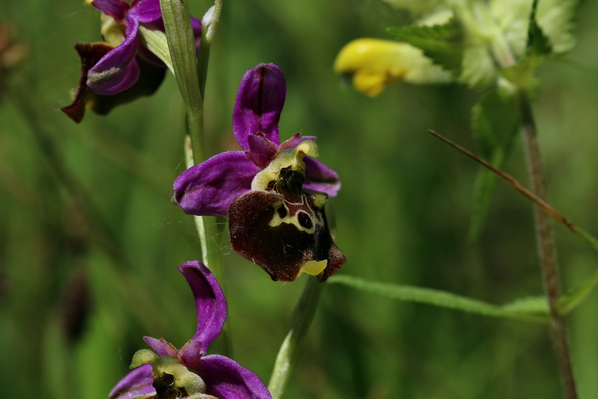 2017_05_26_033175p_Bildgr��e �ndern