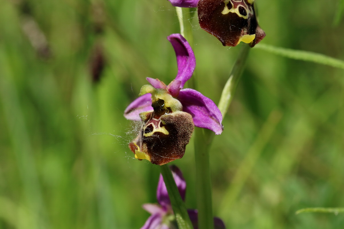 2017_05_26_033178p_Bildgr��e �ndern