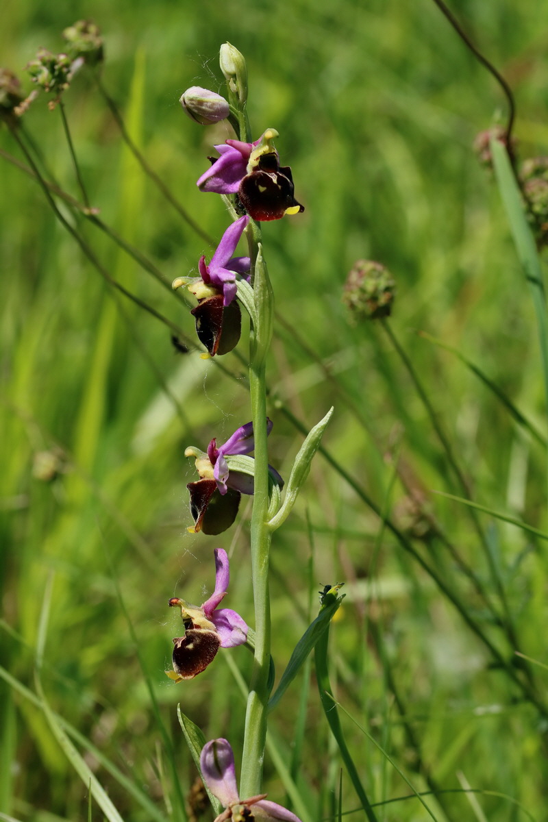 2017_05_26_033193p_Bildgr��e �ndern