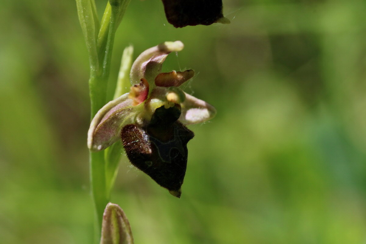 2017_05_26_033241p_Bildgr��e �ndern