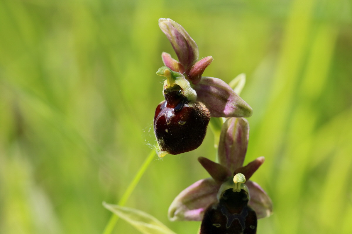 2017_05_26_033264p_Bildgr��e �ndern