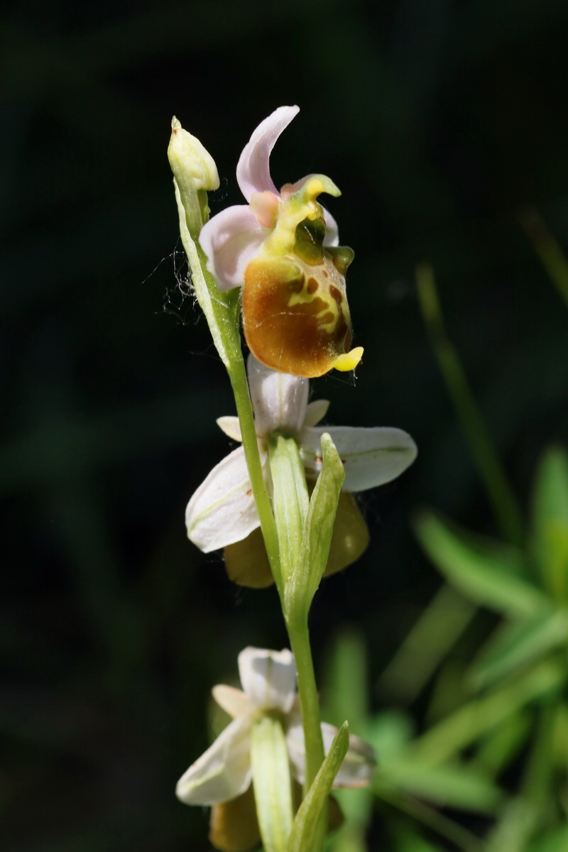 2017_05_26_033287p_Bildgr��e �ndern