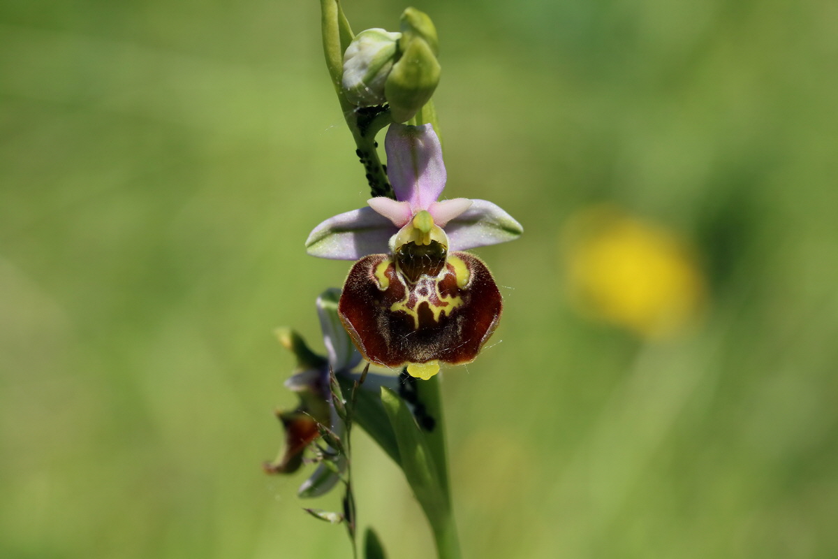 2017_05_26_033337p_Bildgr��e �ndern