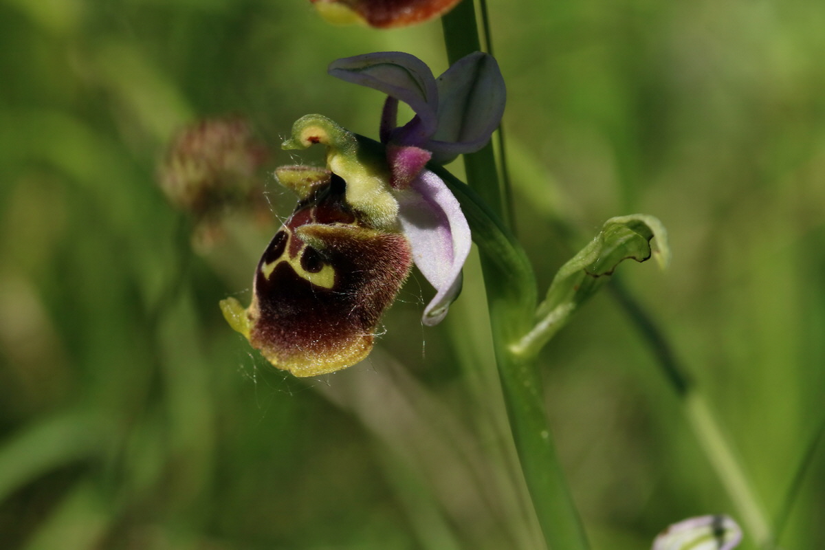 2017_05_26_033347p_Bildgr��e �ndern