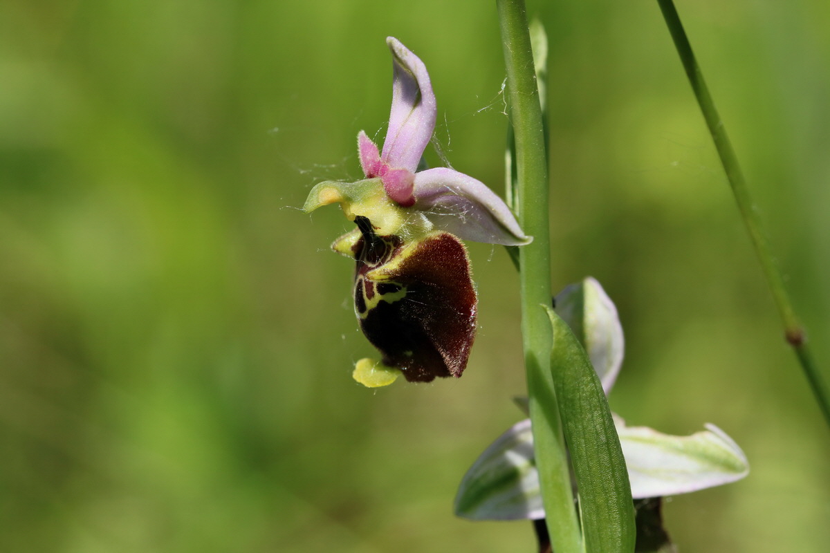 2017_05_26_033350p_Bildgr��e �ndern