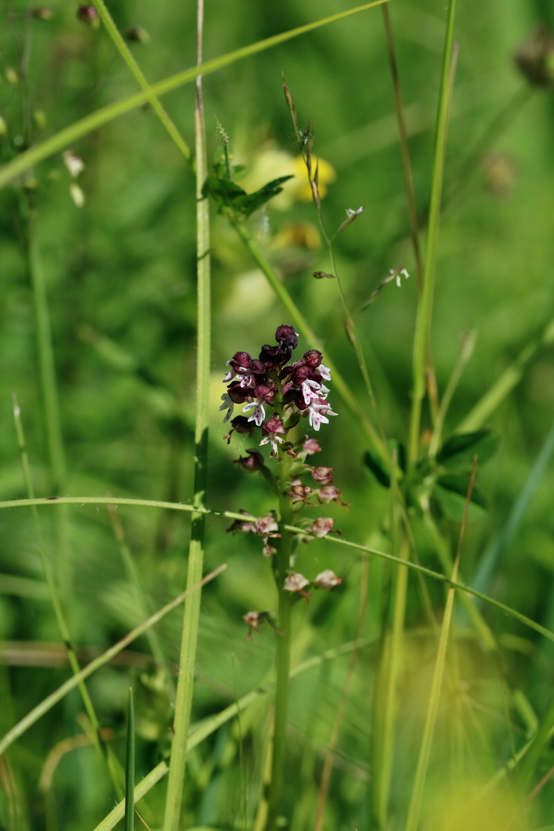 2017_05_26_033377p_Bildgr��e �ndern