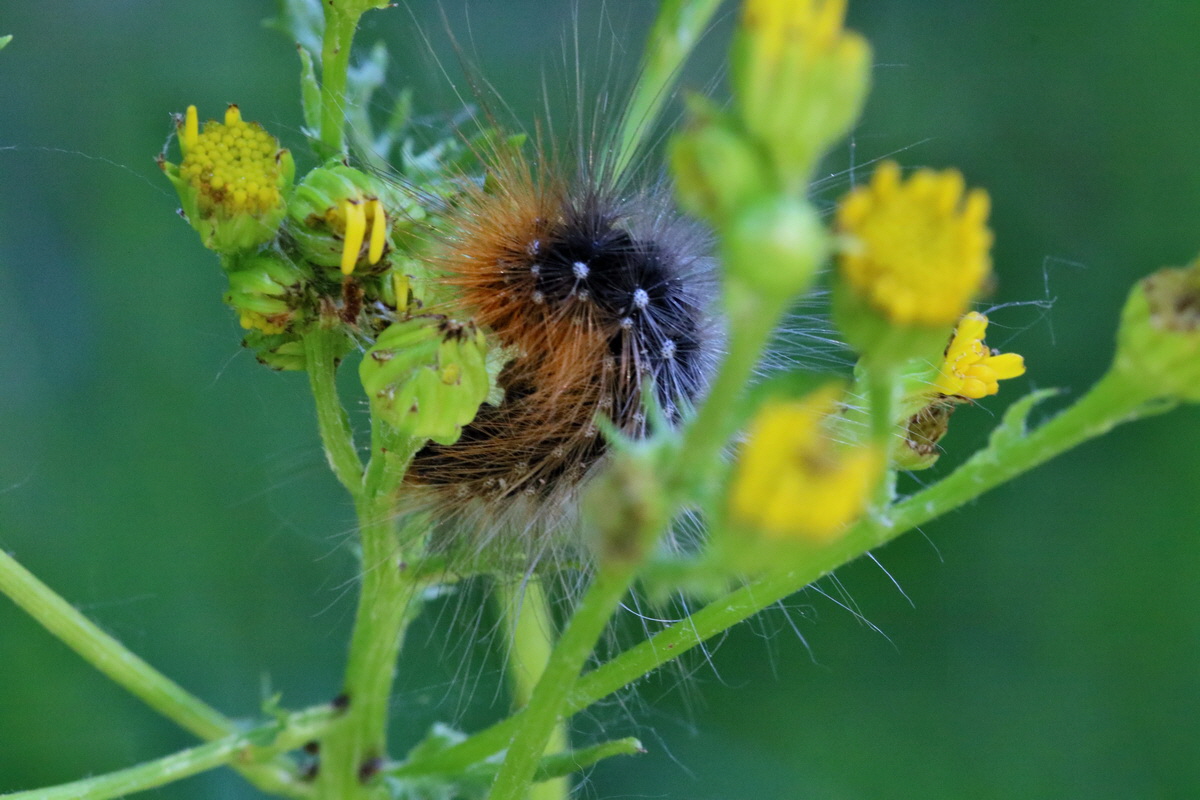 2017_05_26_033456p_Bildgr��e �ndern