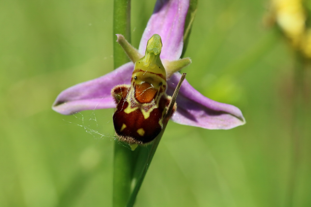 2017_05_26_033482p_Bildgr��e �ndern