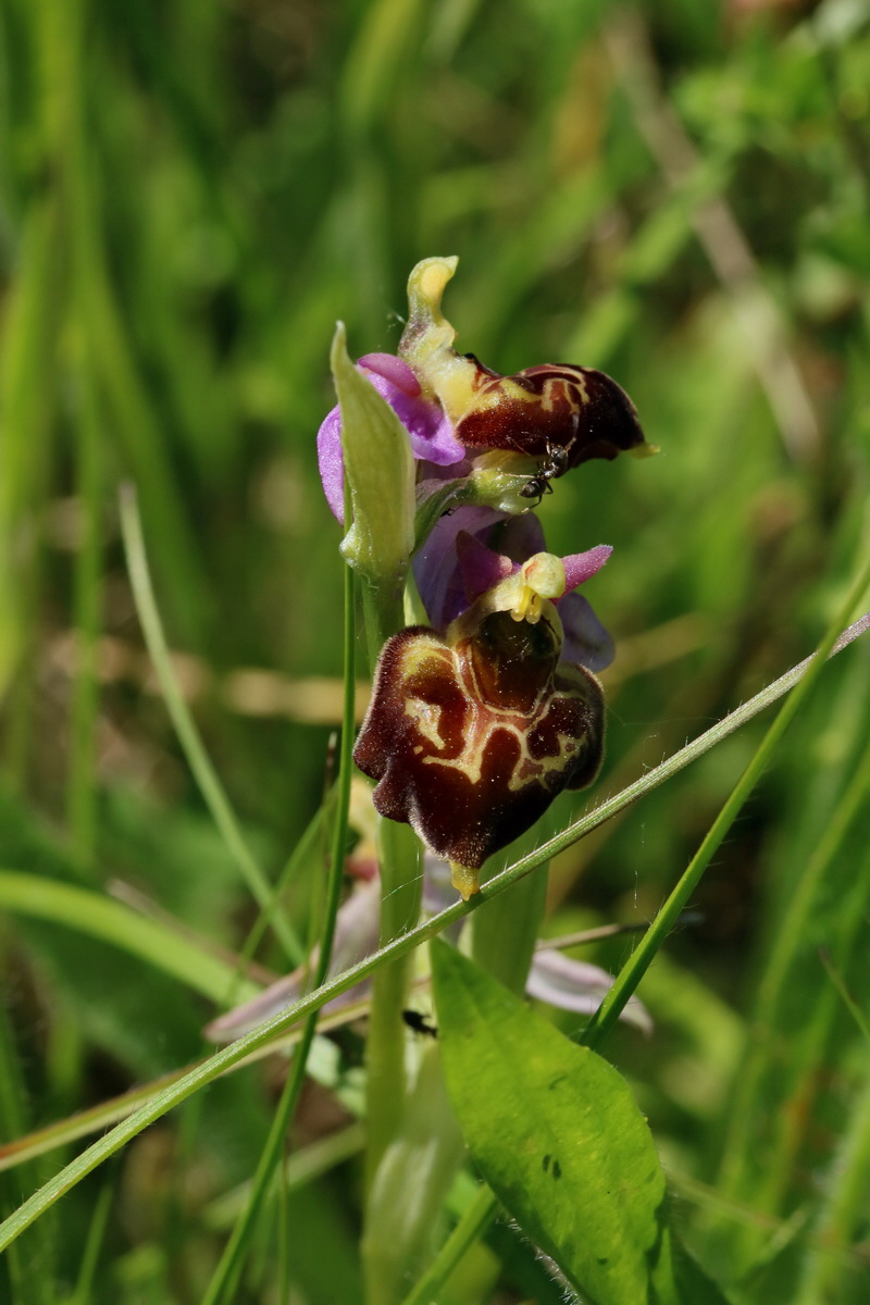 2017_05_26_033493p_Bildgr��e �ndern