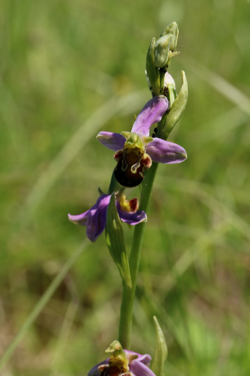 2017_05_26_033531p_Bildgr��e �ndern