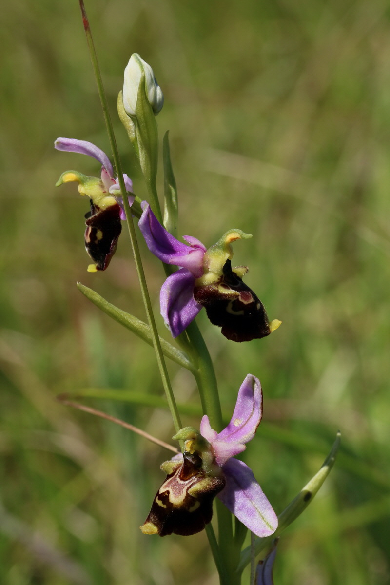 2017_05_26_033557p_Bildgr��e �ndern