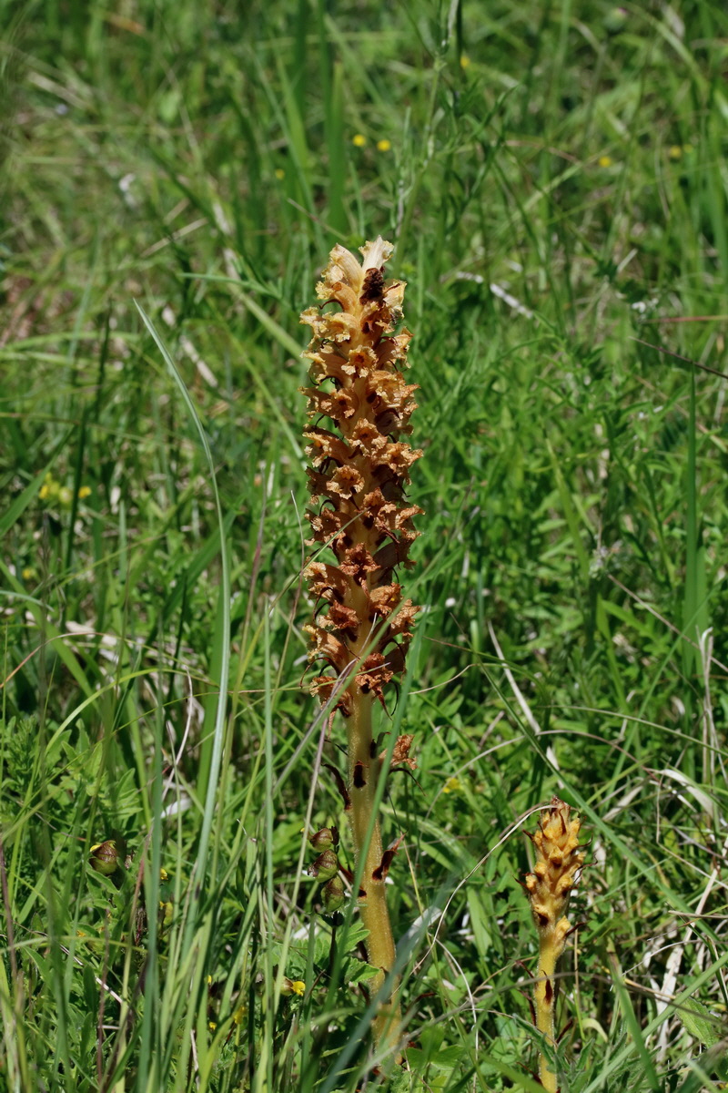 2017_05_26_033633p_Bildgr��e �ndern