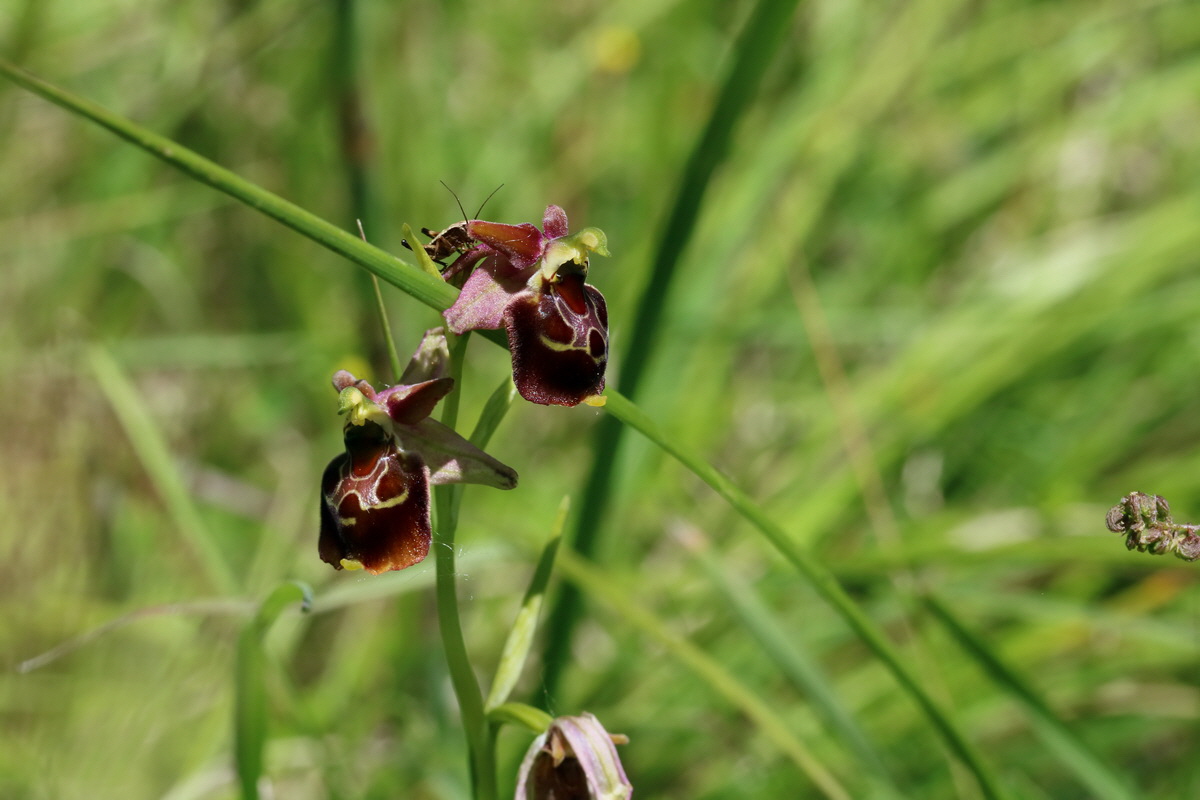 2017_05_26_033640p_Bildgr��e �ndern