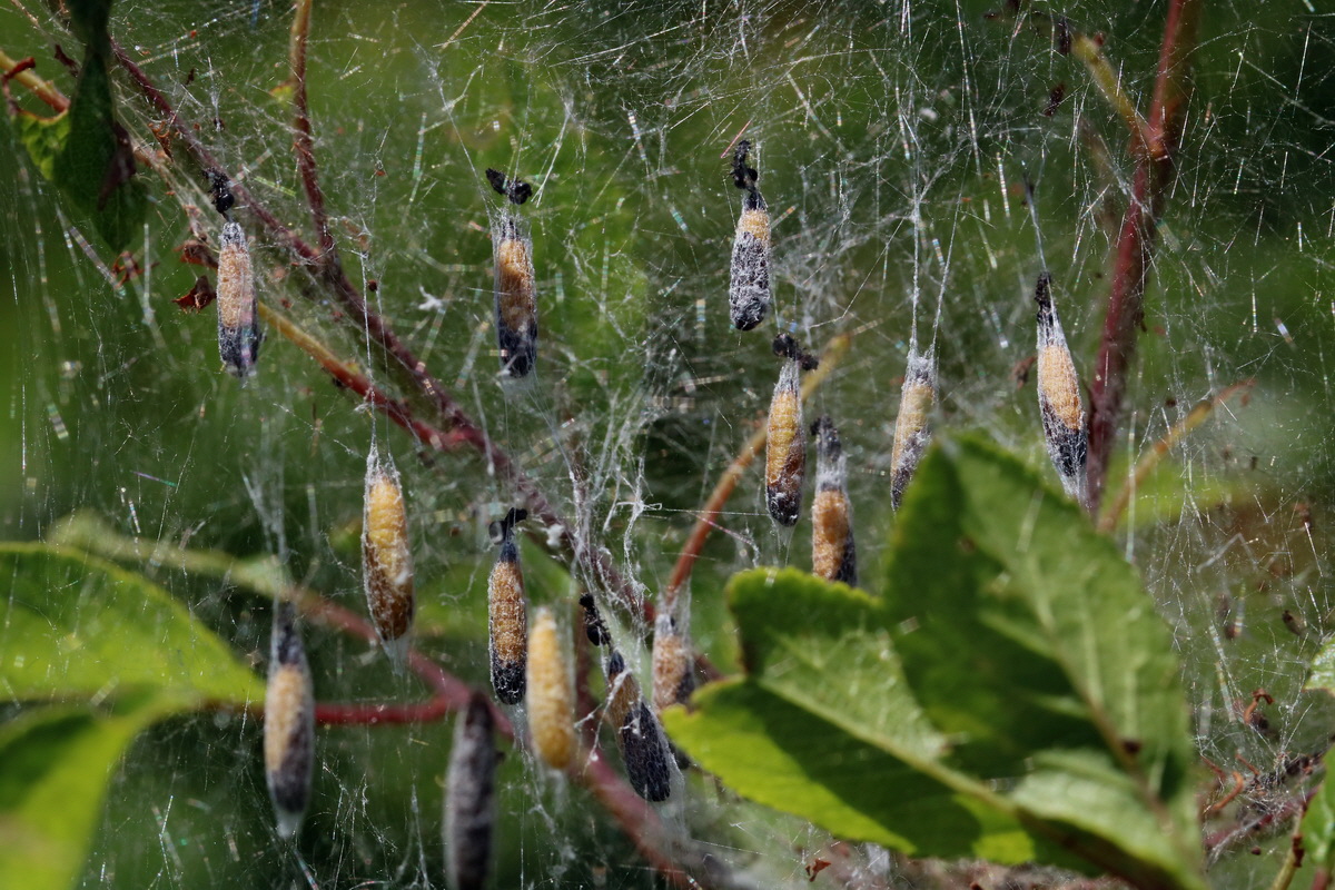 2017_05_26_033648p_Bildgr��e �ndern