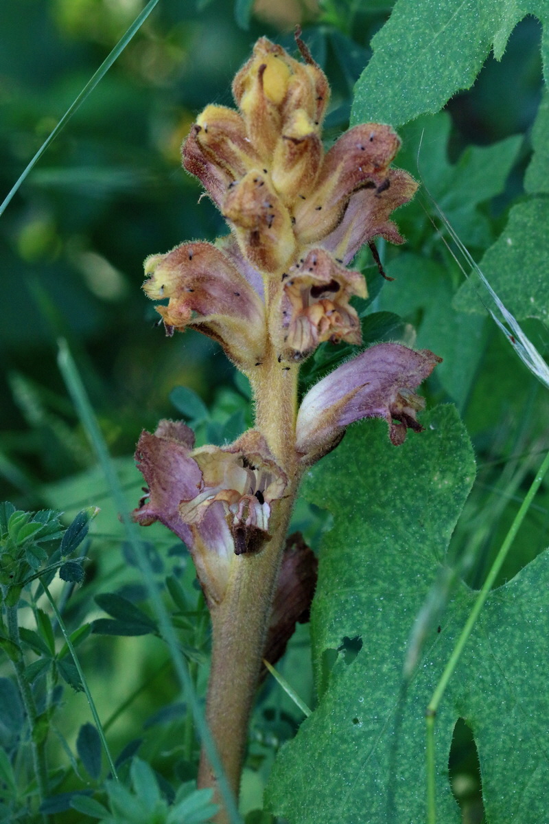 2017_05_27_033665p_Bildgr��e �ndern