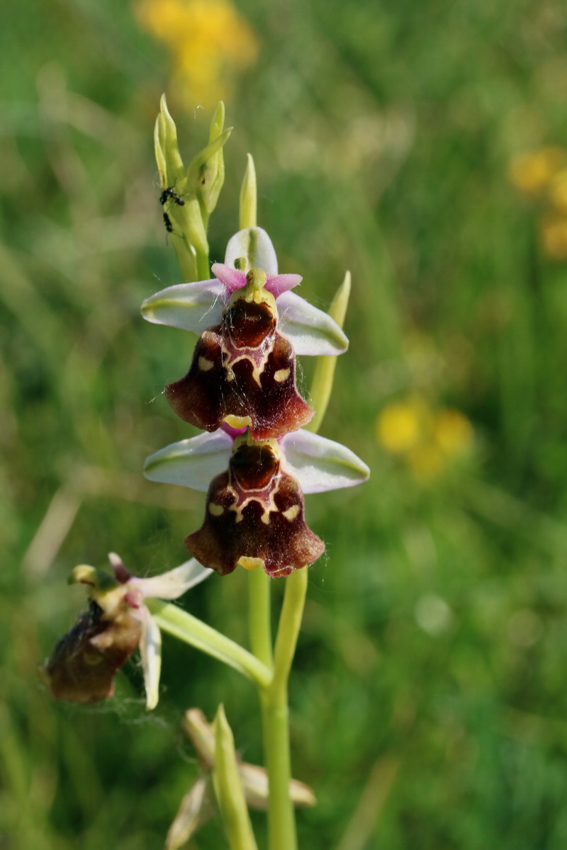 2017_05_27_033689p_Bildgr��e �ndern