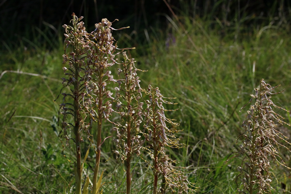 2017_05_27_033726p_Bildgr��e �ndern