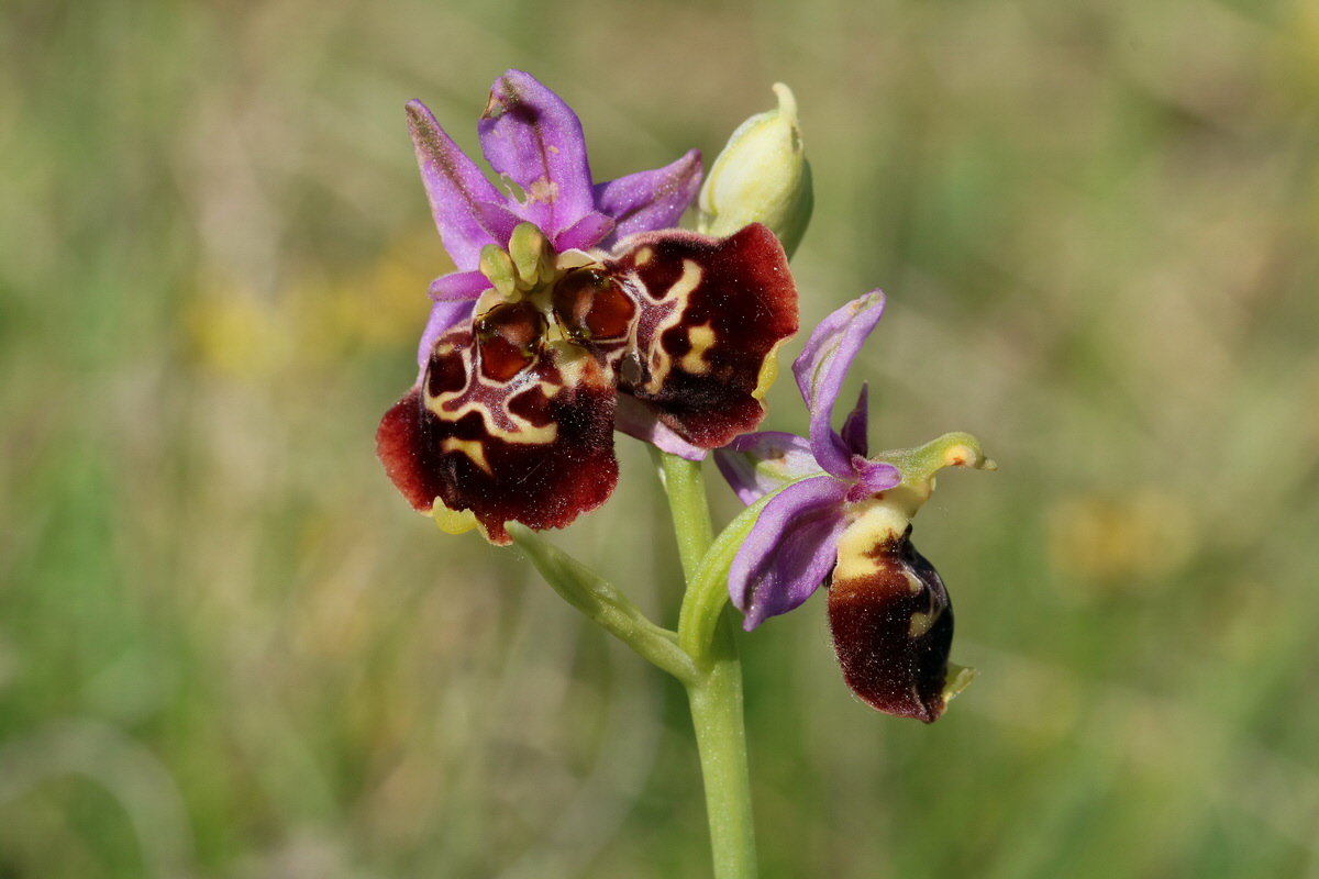 2017_05_27_033782p_Bildgr��e �ndern