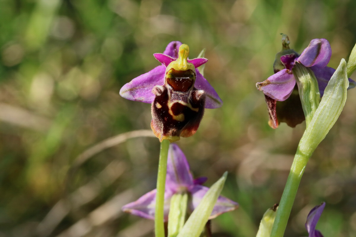 2017_05_27_033804p_Bildgr��e �ndern