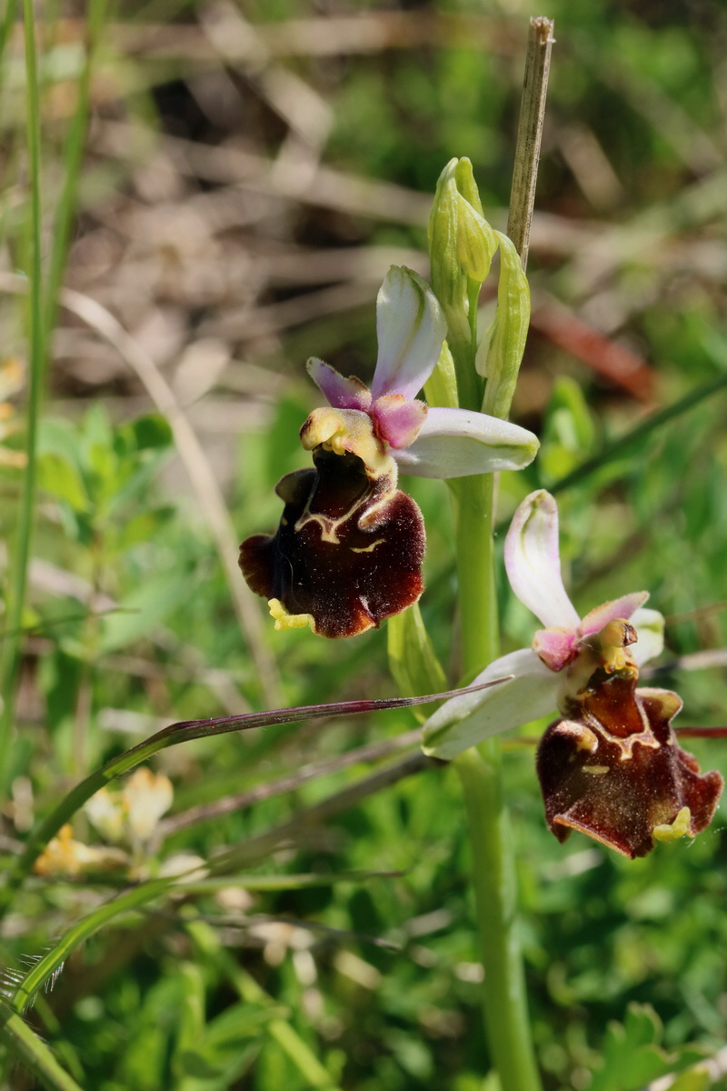 2017_05_27_033872p_Bildgr��e �ndern