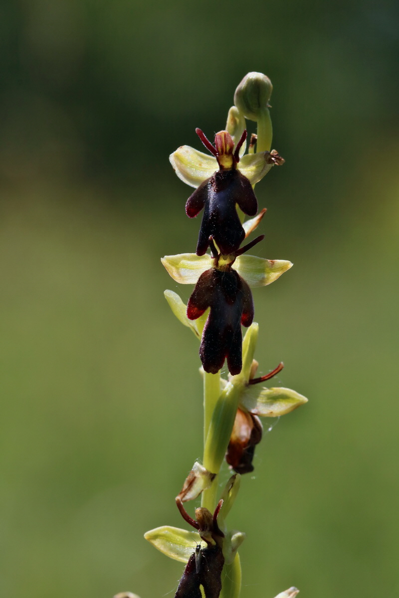 2017_05_27_033939p_Bildgr��e �ndern