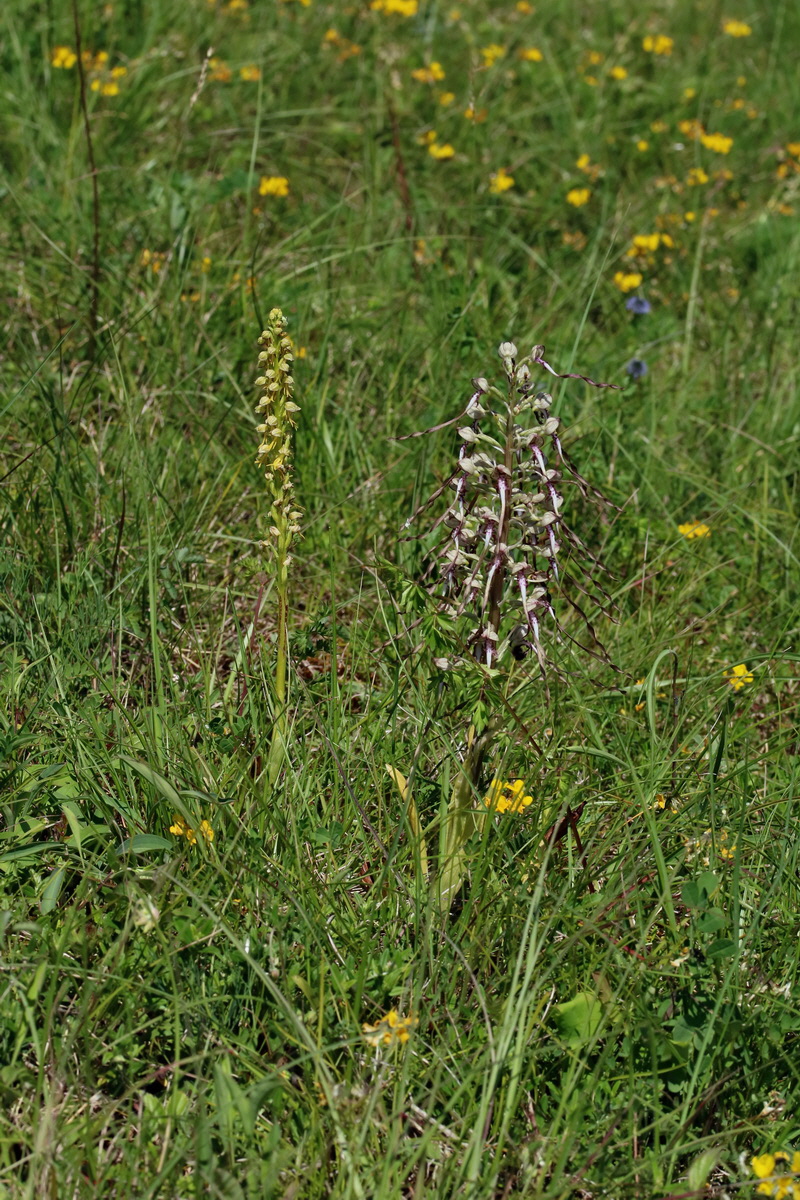 2017_05_27_033965p_Bildgr��e �ndern