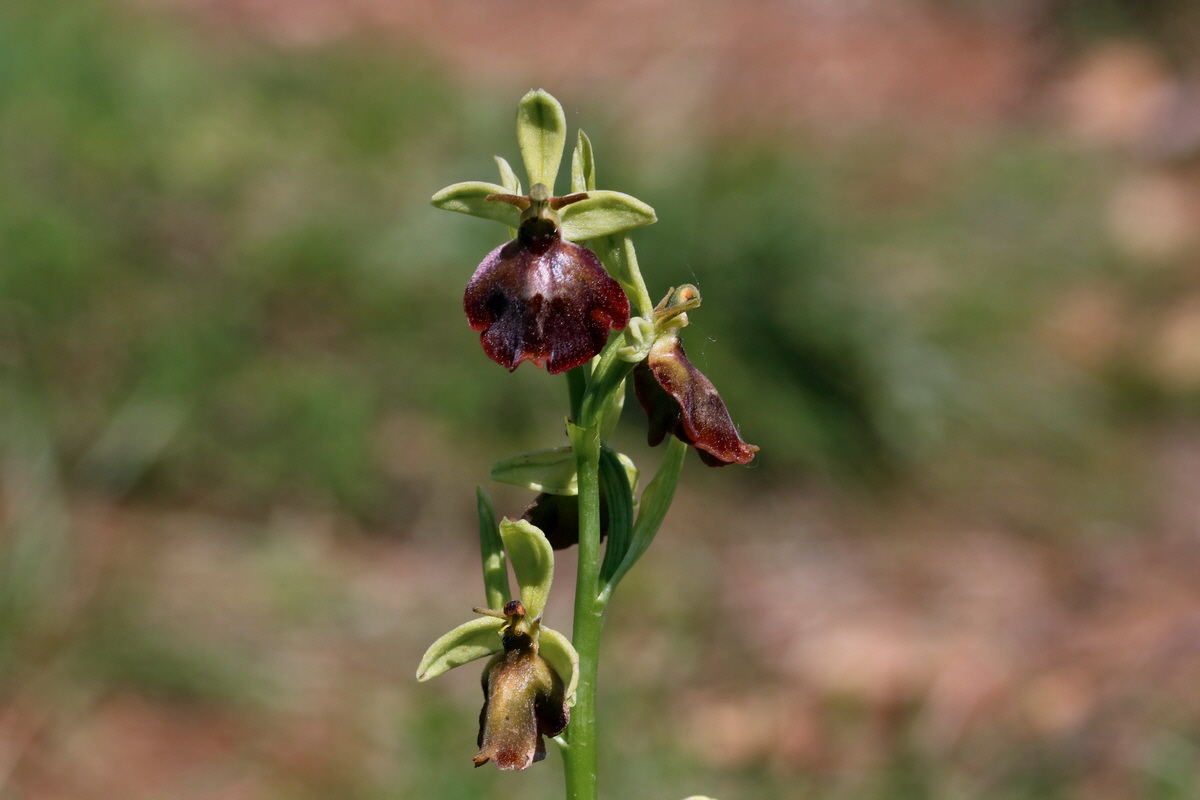 2017_05_27_034214p_Bildgr��e �ndern