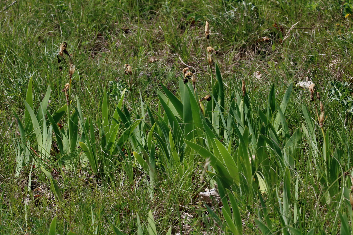 2017_05_27_034251p_Bildgr��e �ndern