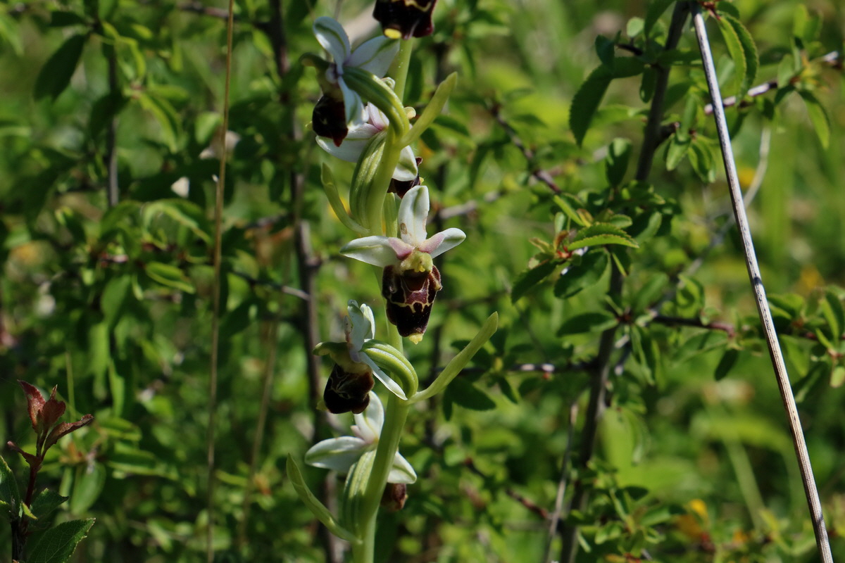 2017_05_27_034298p_Bildgr��e �ndern