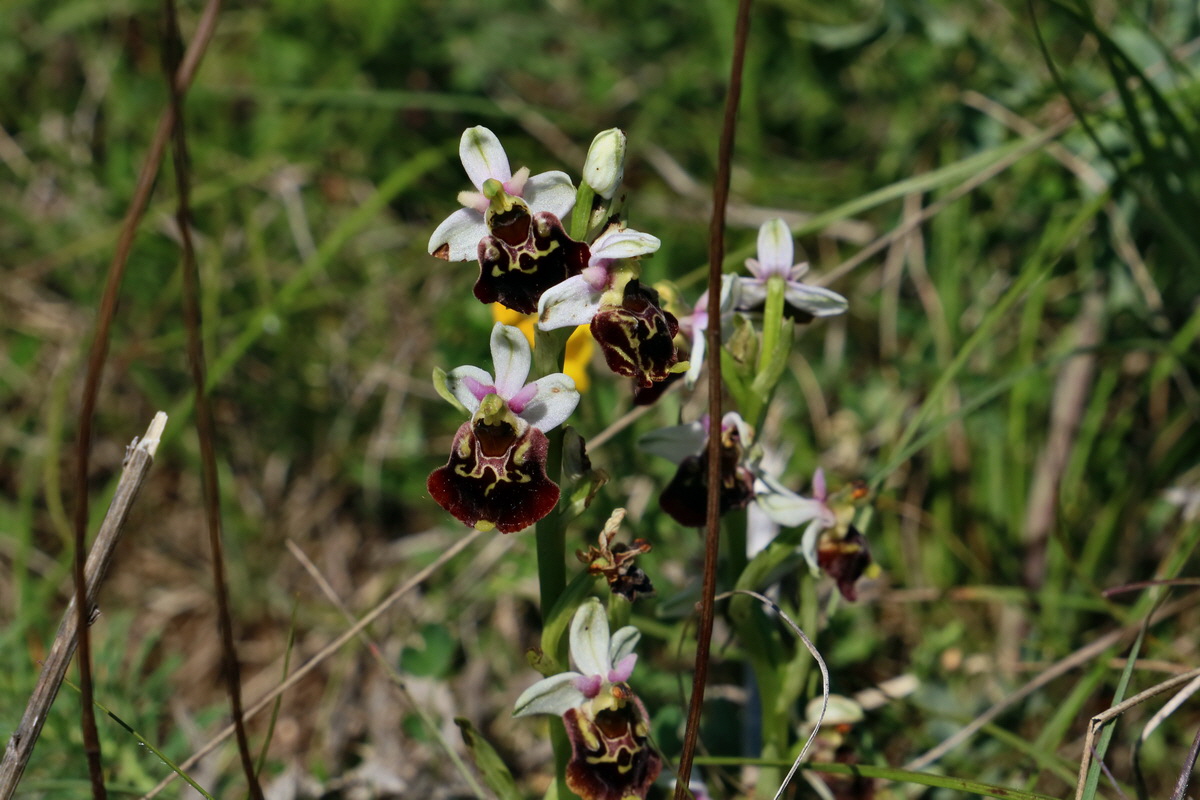 2017_05_27_034329p_Bildgr��e �ndern