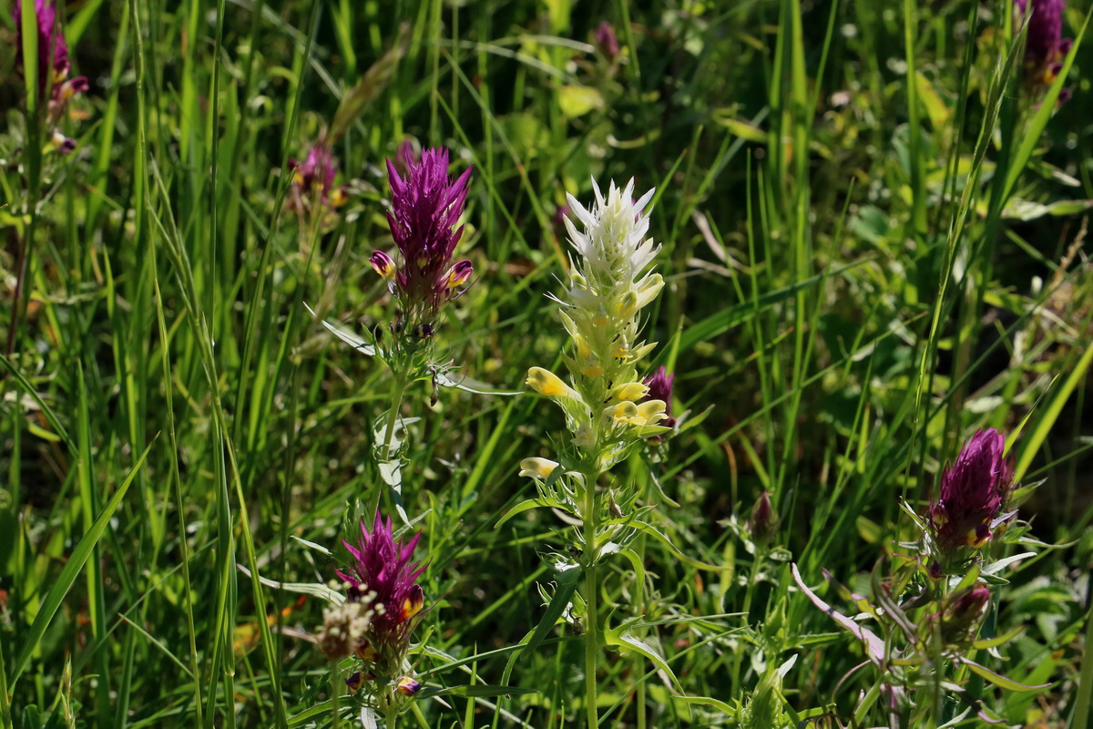 2017_05_27_034343p_Bildgr��e �ndern