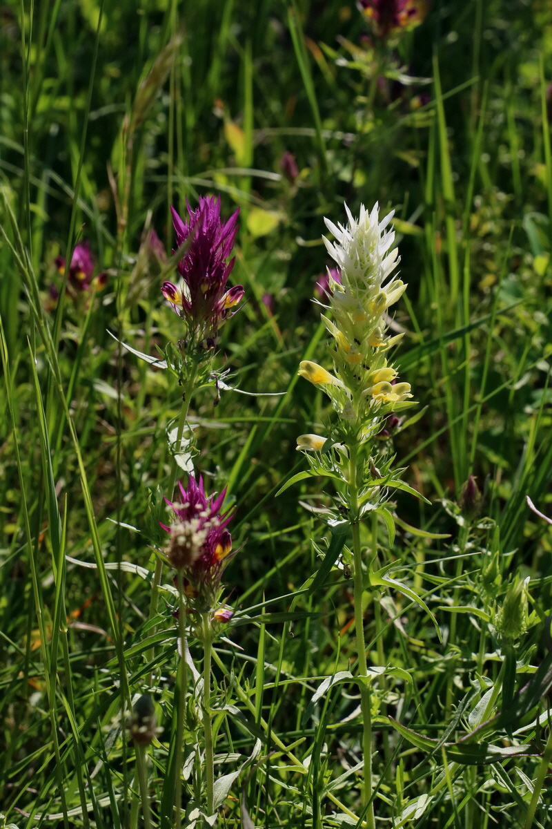 2017_05_27_034352p_Bildgr��e �ndern