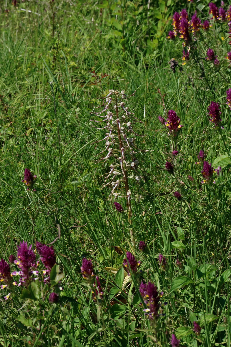 2017_05_27_034358p_Bildgr��e �ndern