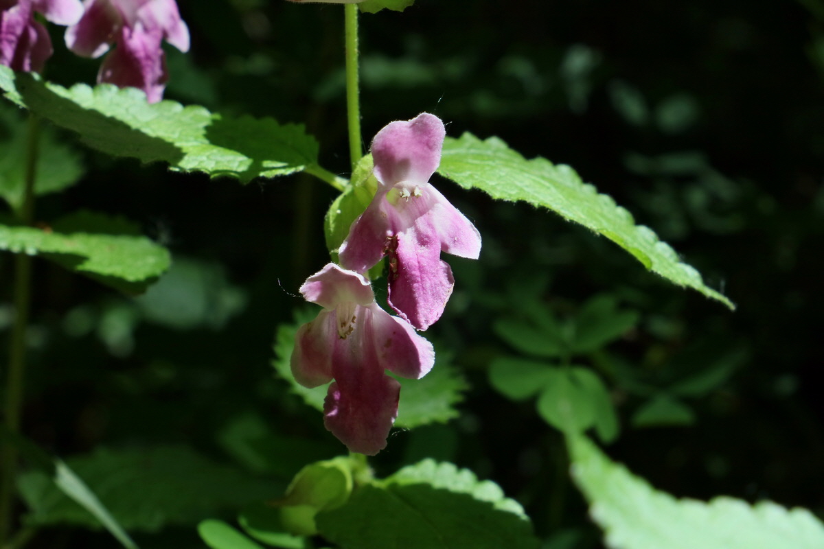 2017_05_27_034426p_Bildgr��e �ndern