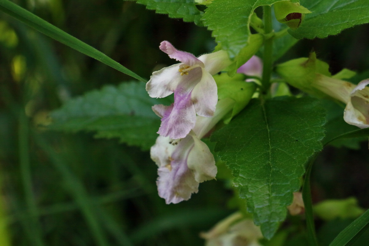 2017_05_27_034433p_Bildgr��e �ndern