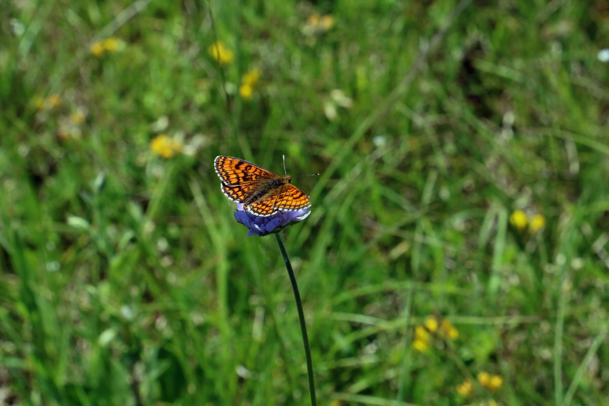 2017_05_27_034508p_Bildgr��e �ndern